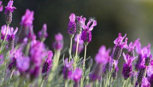 Lavender Top Notes In Fragrance