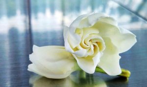 The Fragrance Of Gardenia