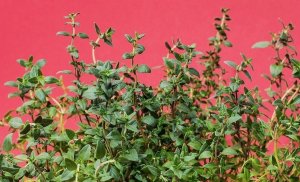 Whild Thyme And Watercress Scent