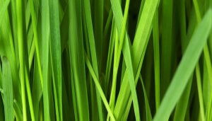 Tonka Bean And The Scent Fresh Cut Grass