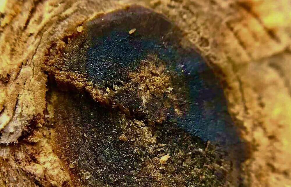 What Is Oud (Oudh) Fragrance And Why Is It So Expensive?