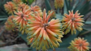 Aloe Blossom Ambient Scent