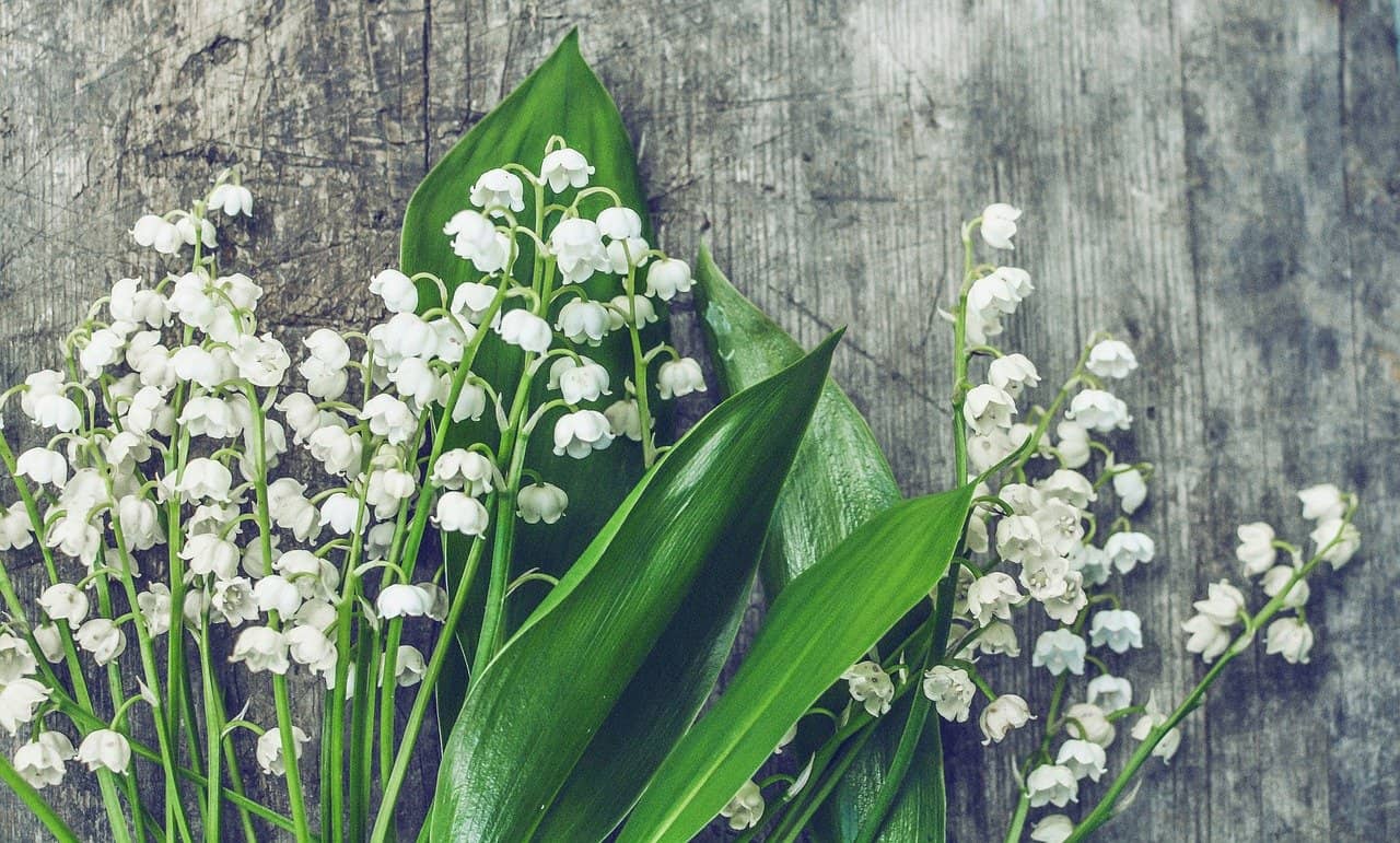 Lily-Of-The-Valley As An Essential Component Of Fragrances