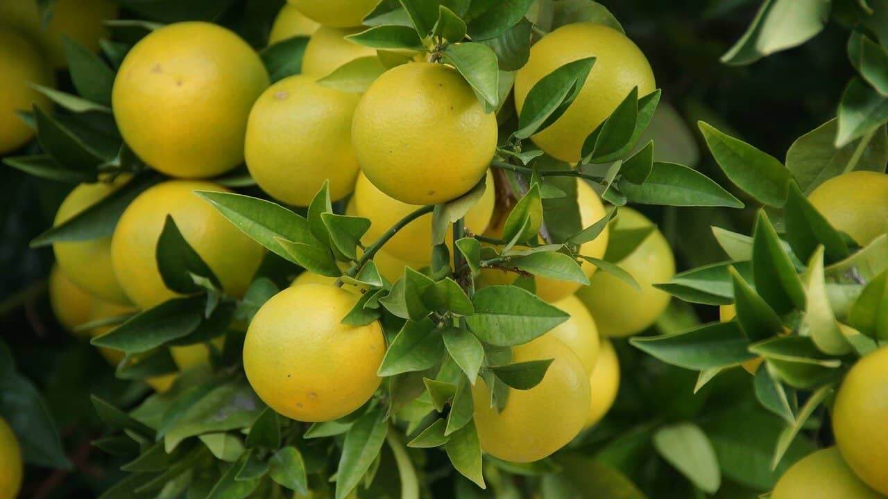 Grapefruit Fragrance An Alluring Refreshing Ingredient