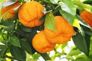 Neroli bitter apelsinträd
