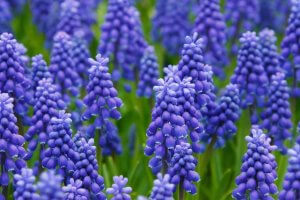 Hyacinth and its use within perfumery.