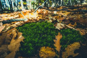 Oak Moss Lichen Parfymeri