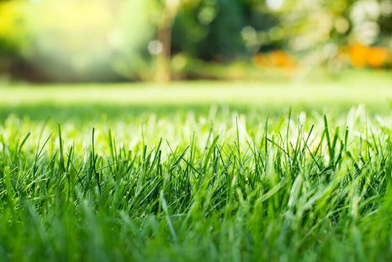 The Secret Behind The Charm of Fresh Cut Grass Scents