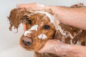 Fragrance Supply for Dog Shampoo Products