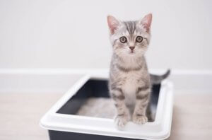 Pet Safe Fragrances For Cat Litter